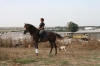Arbeit mit Pferd